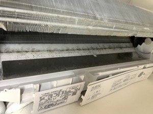 IMG_8289 IMG_8289