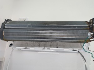 IMG_8874 IMG_88741